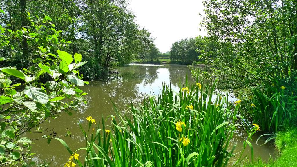 Nice Carp :) - carpviewsilverbirch.jpg